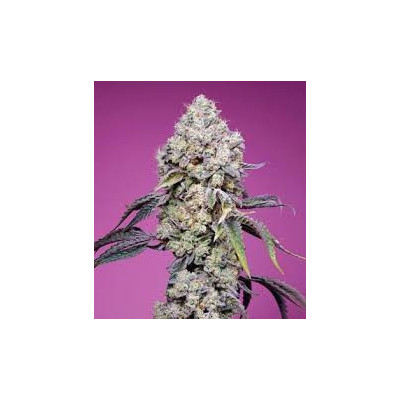 Fiori di Cbd - Holy Punch Erba TheGridy - 2gr -