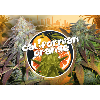 Fiori di Cbd - Orange Haze Erba TheGridy - 2gr -